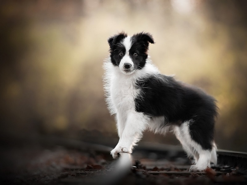 BORDER COLLIE