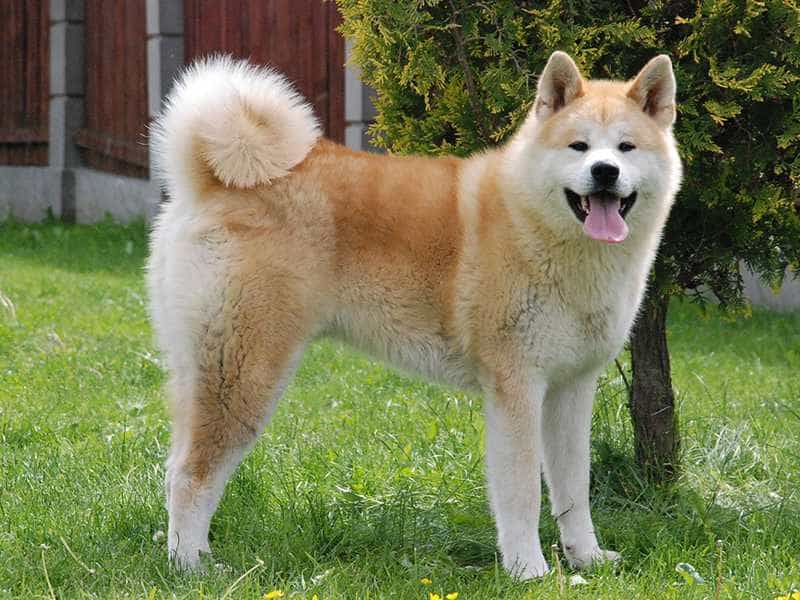 AKITA INU