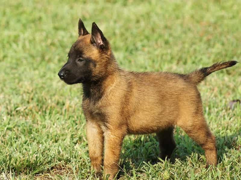 BECGIE BỈ (MALINOIS)