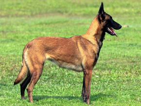 MALINOIS