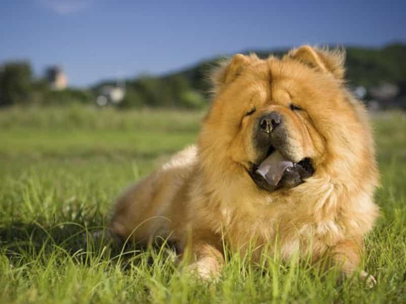 CHOW CHOW