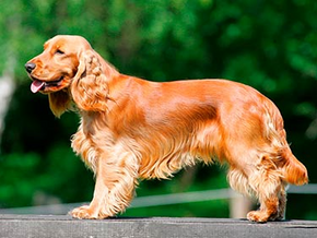 COCKER SPANIEL