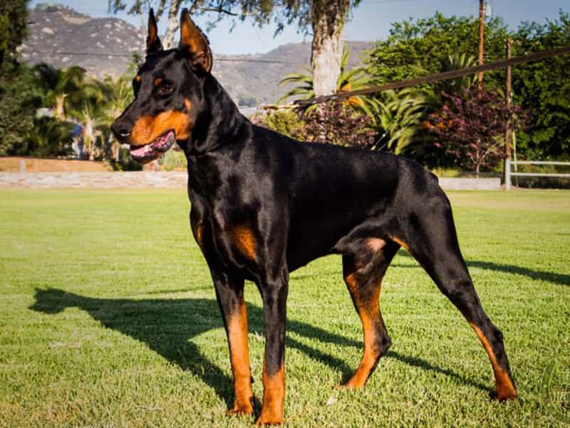 DOBERMANN