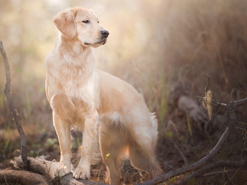 GOLDEN RETRIEVER