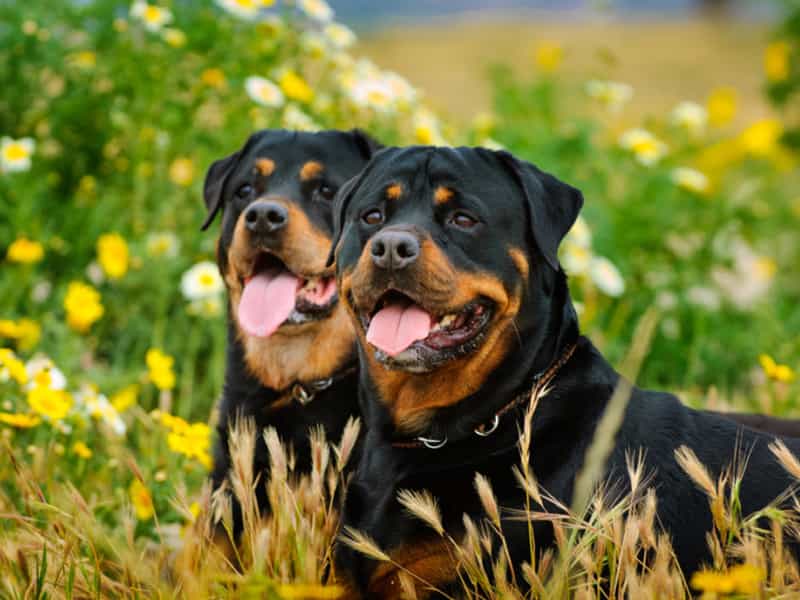 ROTTWEILER