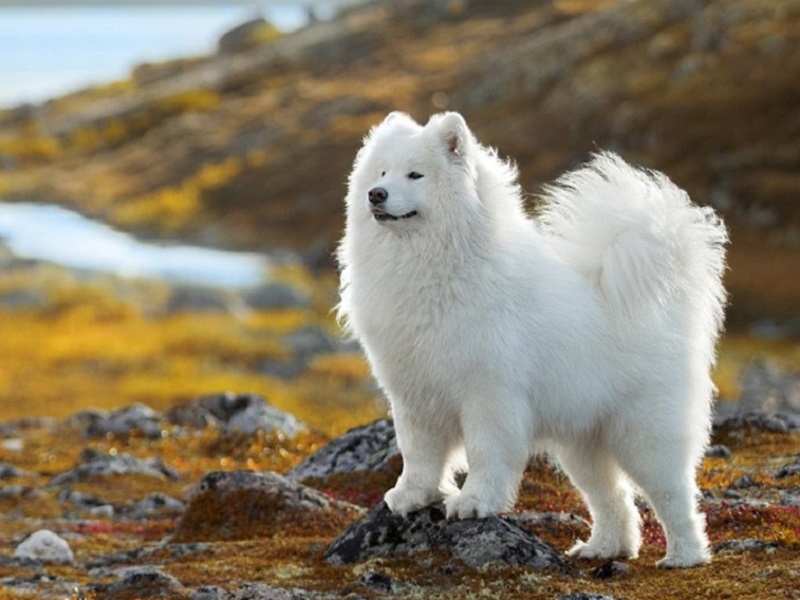 SAMOYED