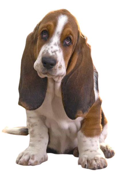 basset-hound