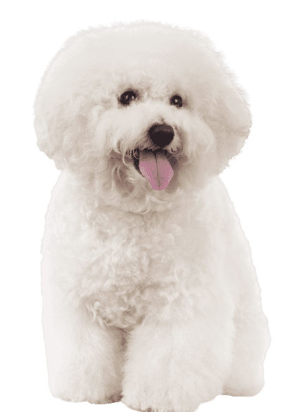 bichon-frise