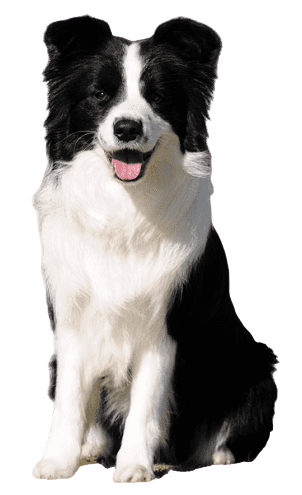 border-collie