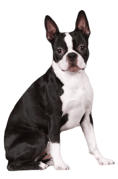 boston-terrier