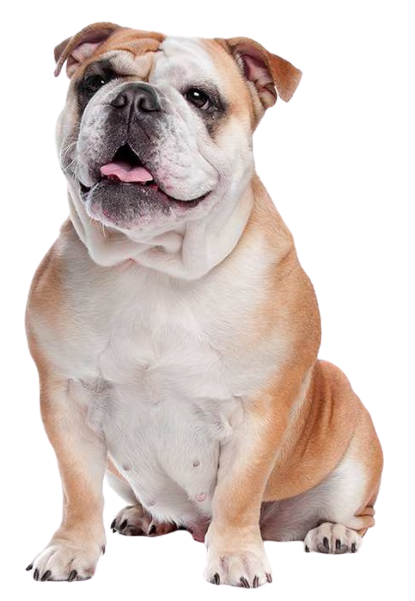 bulldog