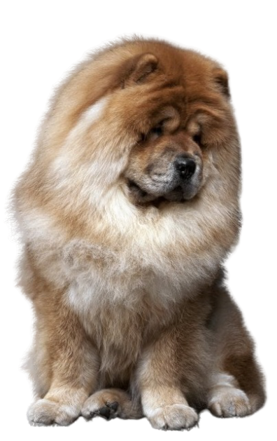 chow-chow