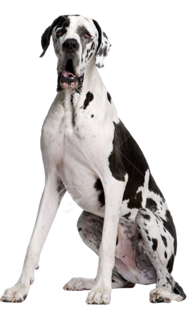 great-dane