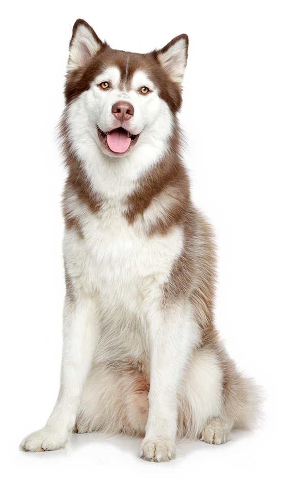 husky