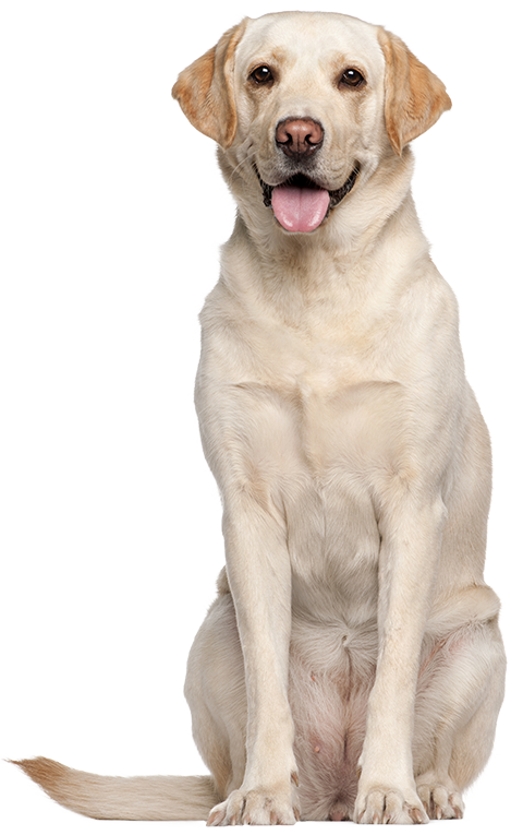 labrador