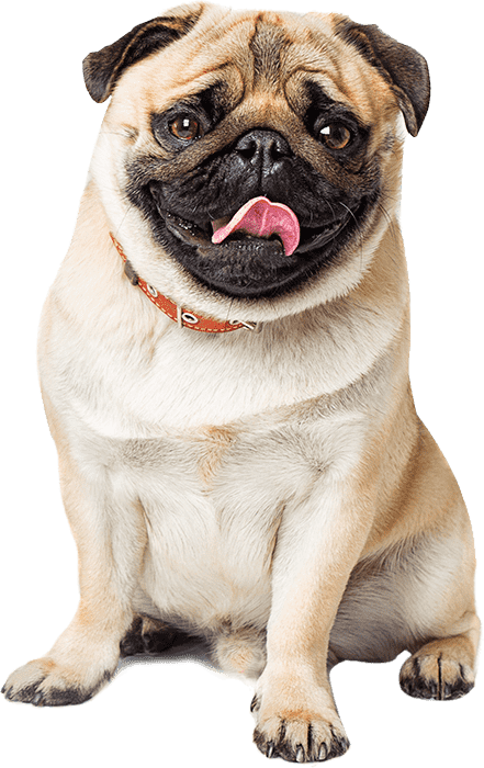 pug