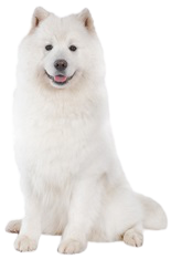 samoyed